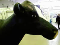 Автоматизированная корова
